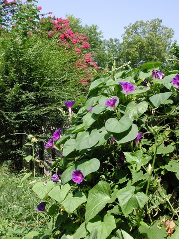 morning glories growing in the compost bin